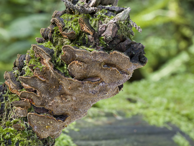 Phellinus chrysoloma